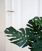 Künstliche Monstera - Thilo | 80 cm