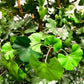 Künstlicher Gingko - Tamino, 210 cm, Kunstbaum von aplanta, mit Echtholzstamm, im schwarzen Topf, in Natur, für drinnen