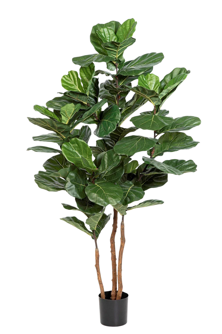 Künstliche Geigenfeige - Gutrun | 190 cm