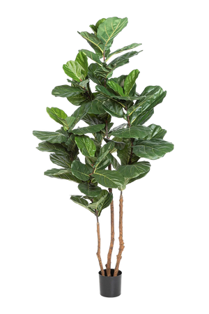 Künstliche Geigenfeige - Gutrun | 220 cm