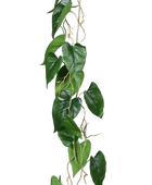 Hochwertige künstliche Hängepflanze auf transparentem Hintergrund mit echt wirkenden Kunstblättern in natürlicher Anordnung. Künstliche Anthurien Ranke - Mimi hat die Farbe Natur und ist 115 cm hoch. | aplanta Kunstpflanzen