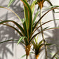 Künstlicher Drachenbaum - Minor, 100 cm, Kunstbaum von aplanta, im schwarzen Topf, in Natur, für drinnen