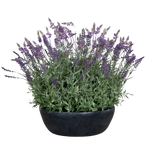 Künstlicher Lavendel - Thorfinn, 60 cm, Kunstblume von aplanta, inkl. Dekotopf, in grauer Schale, in Lavender, für drinnen