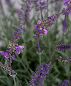 Künstlicher Lavendel - Thorfinn | 60 cm | in grauer Schale - Kunstpflanzen von aplanta