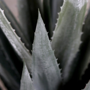 Künstliche Agave - Takehiro | 113 cm - Kunstpflanzen von aplanta