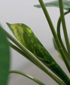 Künstlicher Pothos - Kakashi | 110 cm - Kunstpflanzen von aplanta