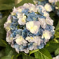 Künstliche Hortensie - Naomi, 53 cm, Kunstpflanze von aplanta, in Blau, für drinnen