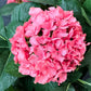 Künstliche Hortensie - Nils, 53 cm, Kunstpflanze von aplanta, in Pink, für drinnen