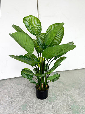 Künstliche Calathea – Norelia | 80 cm