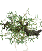 Künstlicher Mistelbusch - Will | 58 cm