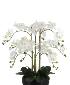 Künstliche Orchidee - Bo | 65 cm