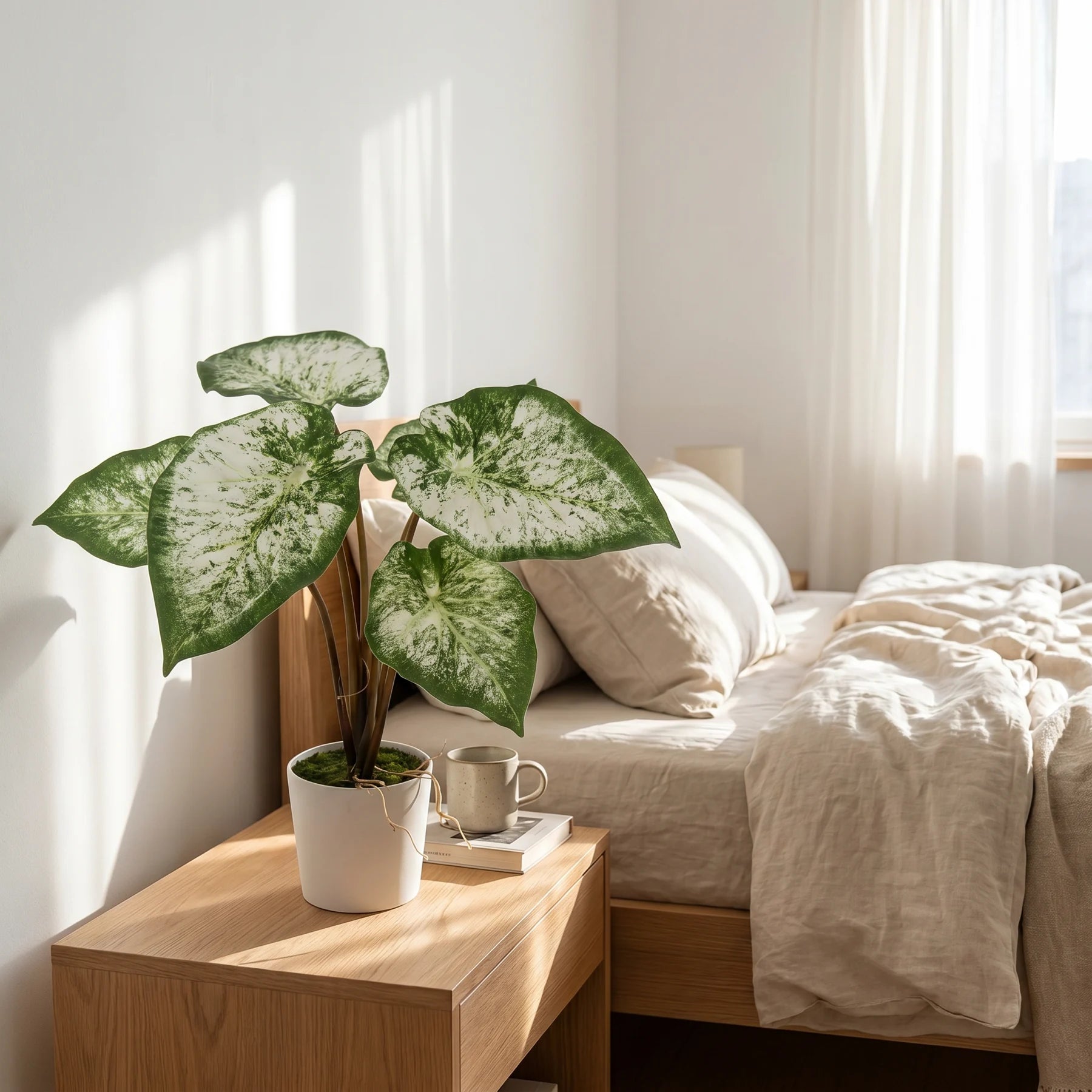 Künstliche Caladium - Dalia, 43 cm, Kunstpflanze von aplanta, inkl. Dekotopf, in Grün, für drinnen