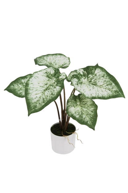 Künstliche Caladium - Dalia, 43 cm, Kunstpflanze von aplanta, inkl. Dekotopf, in Grün, für drinnen