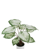 Künstliche Caladium - Noelia | 55 cm