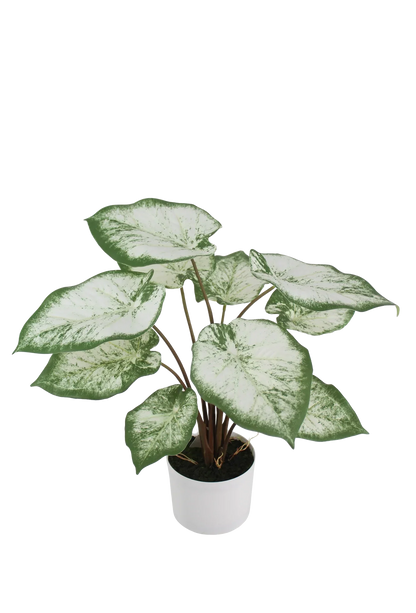Künstliche Caladium - Noelia, 53 cm, Kunstpflanze von aplanta, inkl. Dekotopf, in Grün, für drinnen