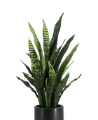 Künstlicher Bogenhanf - Nero | 90 cm