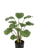 Künstliche Calathea - Catalina | 63 cm