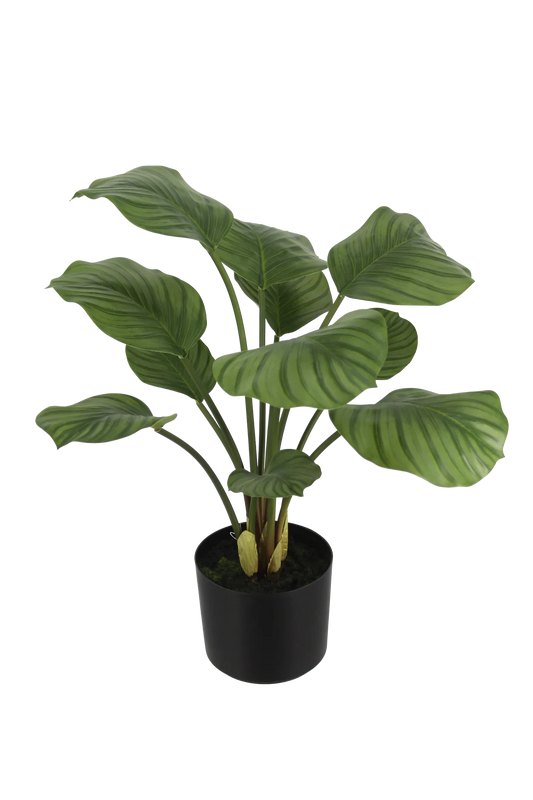 Künstliche Calathea - Jamila | 58 cm