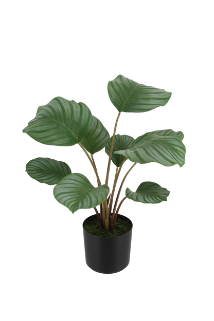 Künstliche Calathea - Silvina | 45 cm