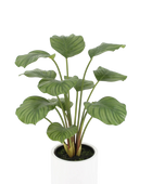 Künstliche Calathea - Juana | 68 cm