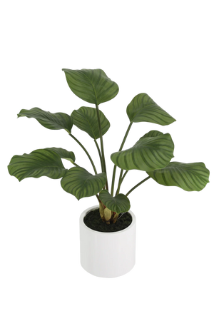 Künstliche Calathea - Maite | 63 cm