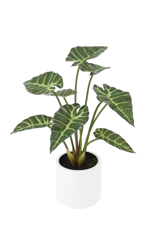 Künstliche Alocasia - Svannah | 59 cm