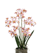 Künstliche Orchidee - Han | 59 cm