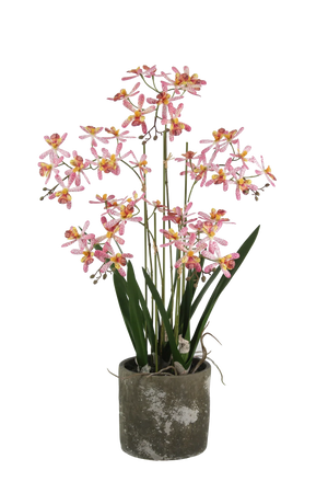 Künstliche Orchidee - Han | 59 cm