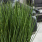 Künstliches Gras - Cassiel, 56 cm, Kunstpflanze von aplanta, in Grün, für drinnen