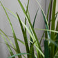 Künstliches Gras - Alaric, 120 cm, Kunstpflanze von aplanta, in Grün, für drinnen