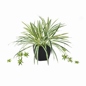 Künstliche Grünlilie – Liora | 50 cm