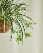 Künstliche Hänge-Grünlilie – Aurelio | 60 cm