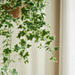 Künstlicher Hänge-Efeu – Seraphine | 100 cm