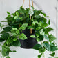 Künstlicher Hänge-Pothos – Melusine | 80 cm