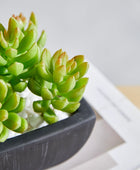 Künstliches Sukkulenten-Set – Aurea | 14 cm
