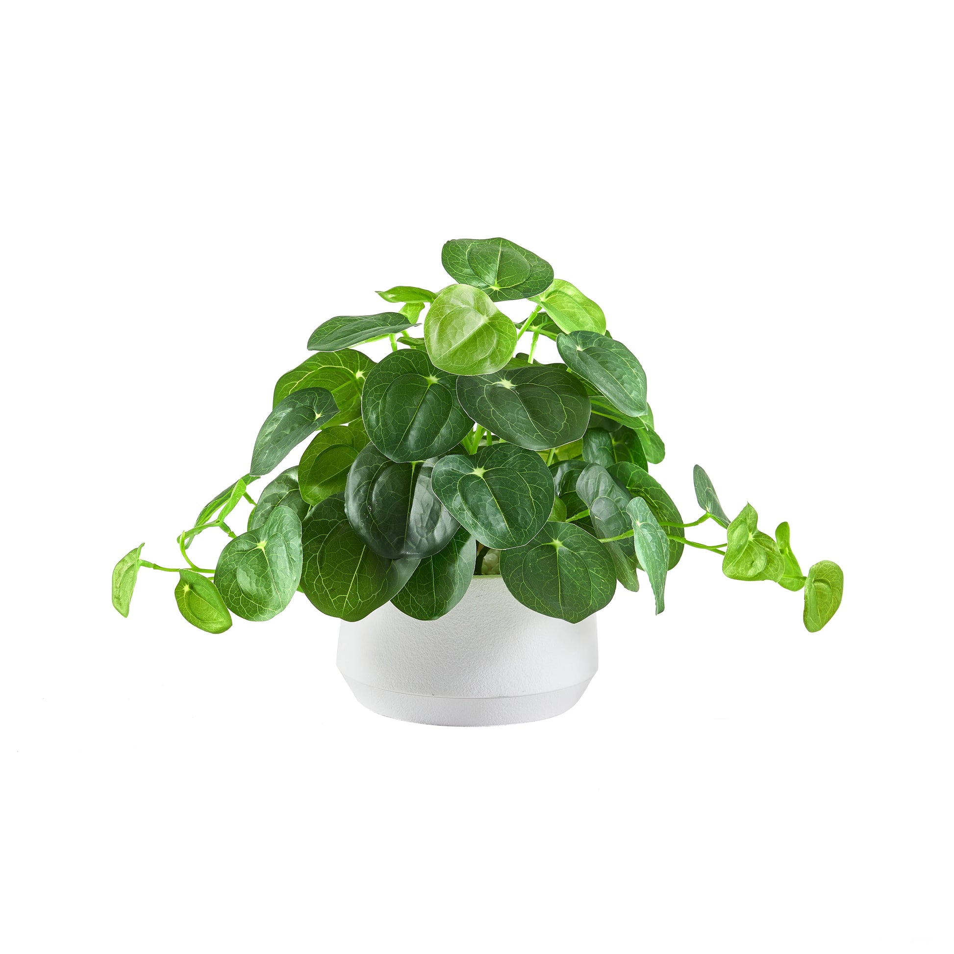 Künstlicher Geldbaum – Cassian | 24 cm