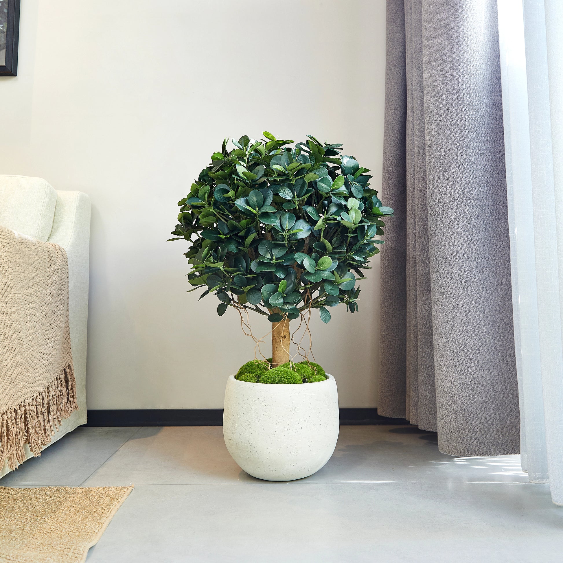 Künstlicher Ficus Panda – Tiberia | 70 cm