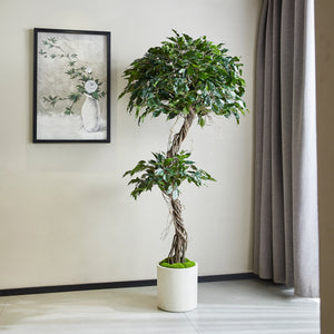 Künstlicher Ficus – Seraphius | 180 cm