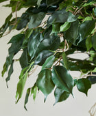 Künstlicher Ficus – Seraphius | 180 cm