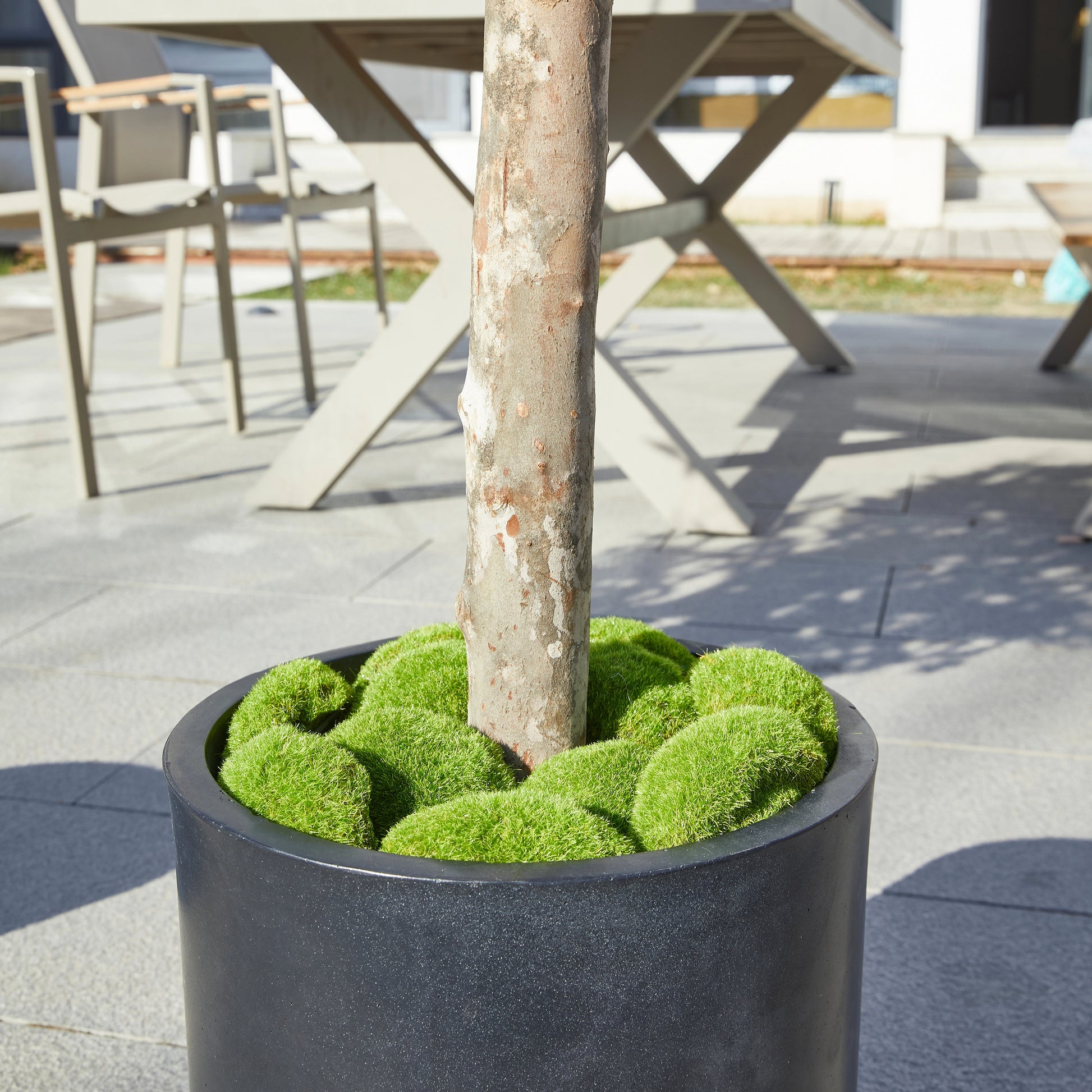 Künstlicher Olivenbaum – Callistus | 170 cm