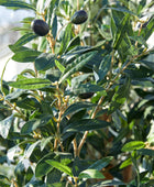 Künstlicher Olivenbaum – Eleutherios | 210 cm