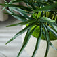 Künstliche Dracaena Reflexa - Orielle, 70 cm, Kunstpflanze von aplanta, inkl. Startertopf, in Grün, für drinnen