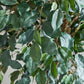 Künstlicher Ficus - Amadior, 150 cm, Kunstbaum von aplanta, mit Echtholzstamm, UV-beständig, inkl. Startertopf, in Grün