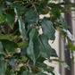 Künstlicher Ficus - Amadior, 210 cm, Kunstbaum von aplanta, mit Echtholzstamm, UV-beständig, in Grün, für drinnen