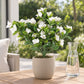 Künstliche Steck-Bougainvillea - Elly | 50 cm weiß