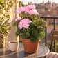 Künstliche Geranie - Perla | 40 cm rosa