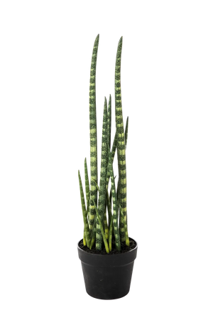 Künstliche Sansevieria - Dundee auf transparentem Hintergrund mit echt wirkenden Kunstblättern in natürlicher Anordnung. Künstliche Sansevieria - Dundee hat die Farbe Natur und ist 67 cm hoch. | aplanta Kunstpflanzen