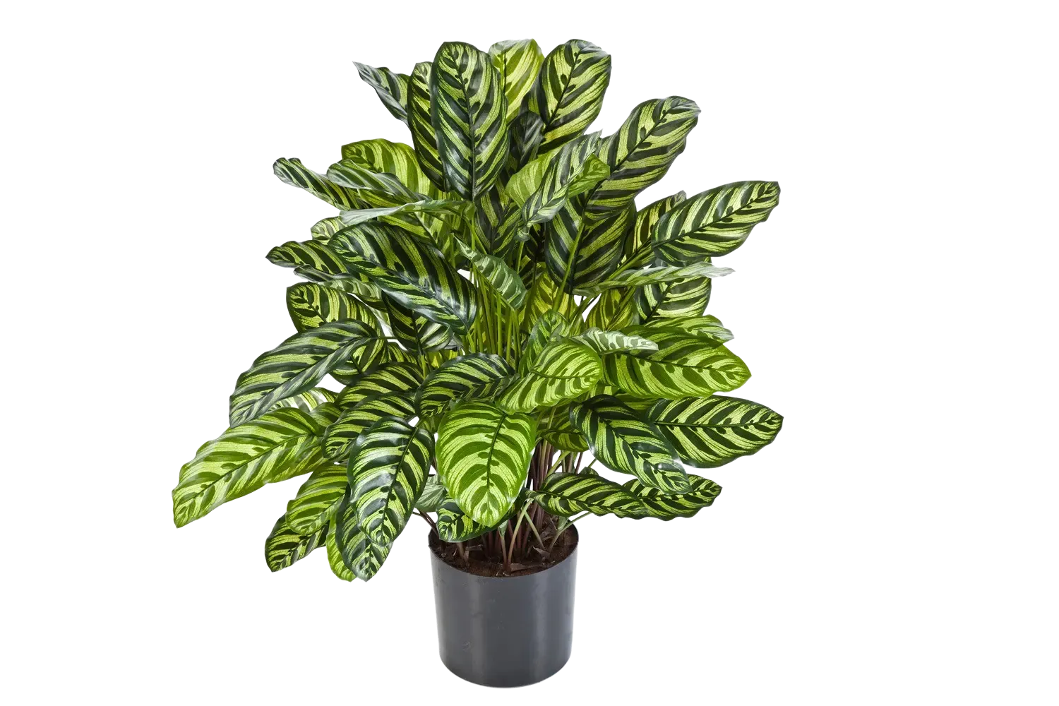 Künstliche Calathea - Emil auf transparentem Hintergrund mit echt wirkenden Kunstblättern in natürlicher Anordnung. Künstliche Calathea - Emil hat die Farbe Natur und ist 80 cm hoch. | aplanta Kunstpflanzen