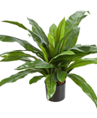 Künstlicher Nestfarn - Bidry auf transparentem Hintergrund mit echt wirkenden Kunstblättern in natürlicher Anordnung. Künstlicher Nestfarn - Bidry hat die Farbe Natur und ist 80 cm hoch. | aplanta Kunstpflanzen