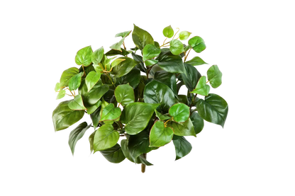 Hochwertige Monstera Kunstpflanze auf transparentem Hintergrund mit echt wirkenden Kunstblättern in natürlicher Anordnung. Künstliche Monstera - Joe hat die Farbe Natur | aplanta Kunstpflanzen